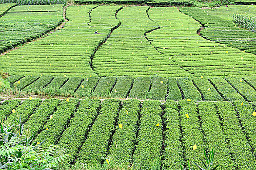 茶园茶叶风景风光