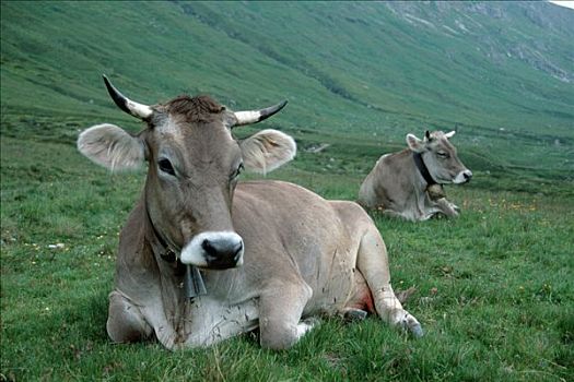 牛,高山牧场,恩加丁,瑞士