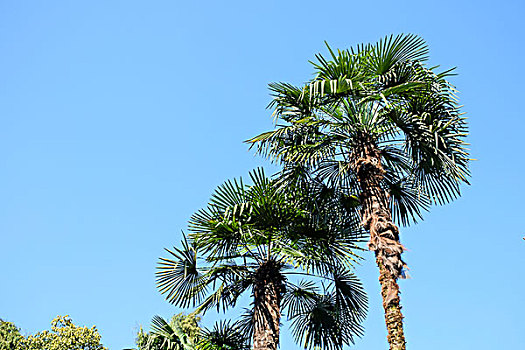 棕榈树