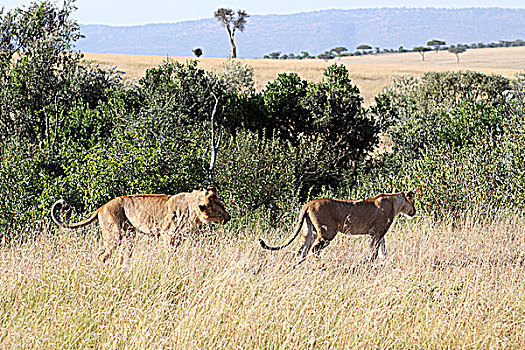肯尼亚非洲大草原狮子-公狮与母狮