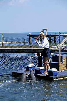 美国,佛罗里达,草,钥匙,海豚,研究中心,训练,大西洋瓶鼻海豚
