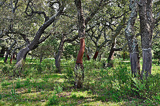 栓皮栎,萨丁尼亚,意大利,欧洲