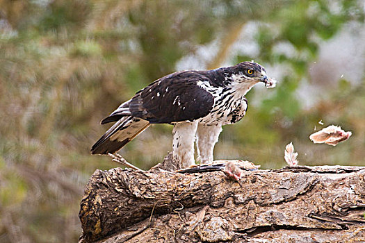 美国兀鹰,杀,安波塞利国家公园,肯尼亚
