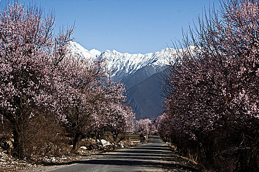 西藏风景