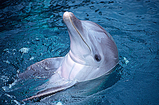 墨西哥,普通,宽吻海豚