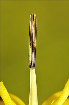 雄蕊,黄菖蒲