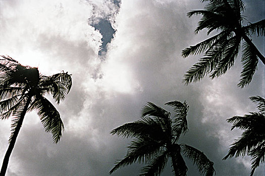 棕榈树,檀香山,夏威夷