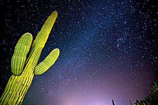 星星,夜空,巨柱仙人掌,上方,管风琴仙人掌国家保护区,亚利桑那,大幅,尺寸