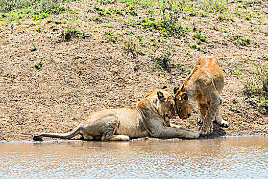 两个,狮子,水,塞伦盖蒂,坦桑尼亚,非洲