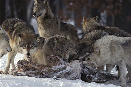 大灰狼,狼,白尾鹿,畜体,明尼苏达