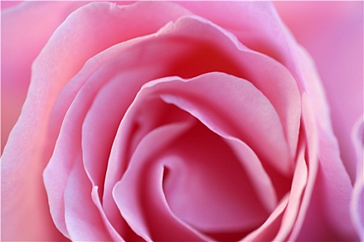 粉红玫瑰,花,微距,特写,软,亮光