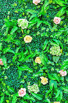 花,植物,墙壁