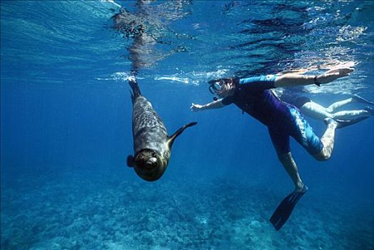 加拉帕戈斯,海狮,加拉帕戈斯海狮,幼仔,玩,水下呼吸管,冠军,岛屿,加拉帕戈斯群岛,厄瓜多尔