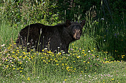野生,美洲黑熊,站立,草,花,草地,安大略省,加拿大