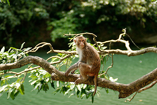 广西龙虎山的猴子