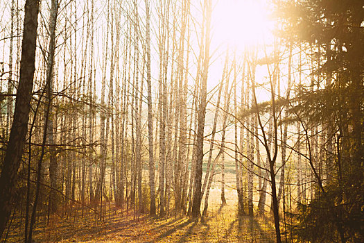 日光,树林,秃树