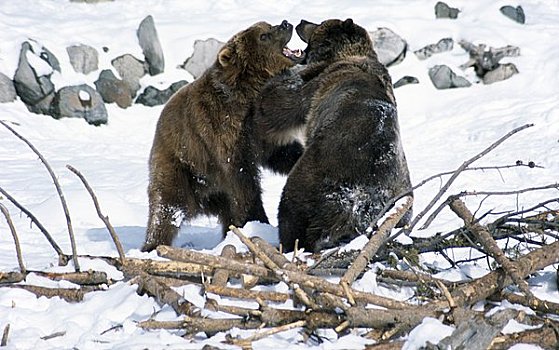两个,棕熊,争斗