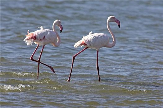 粉红火烈鸟,大火烈鸟,成年,站在水中,湾,纳米比亚,非洲
