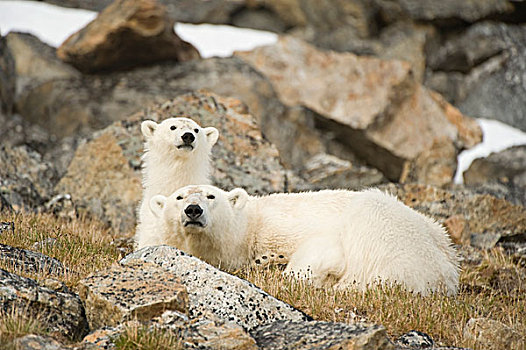 格陵兰,海洋,挪威,斯匹次卑尔根岛,北极熊,母熊,幼兽,休息,岩石海岸,夏天