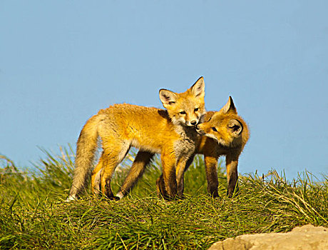红狐,小动物,巢穴,场所,靠近,康拉德,蒙大拿,美国