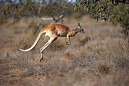 红袋鼠,成年,跳跃,国家公园,新南威尔士,澳大利亚,大洋洲