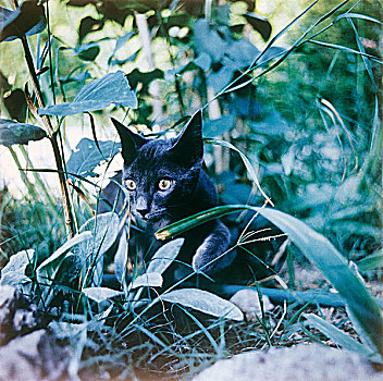黑猫,草丛