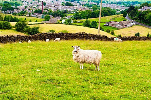 风景,英国,放牧,绵羊,乡村