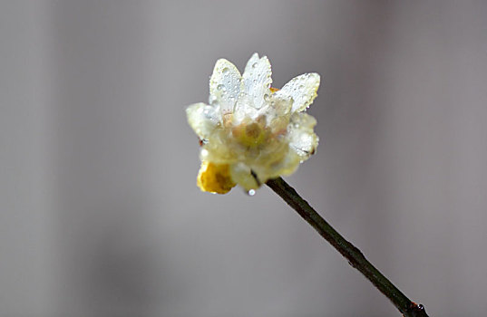 贵州遵义,雨润腊梅迎大寒,露似珍珠花如雪