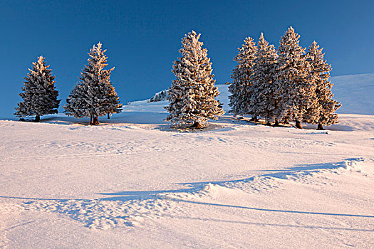 晚间,冬天,山,高山牧场,阿尔卑斯山,山丘,瑞士,欧洲
