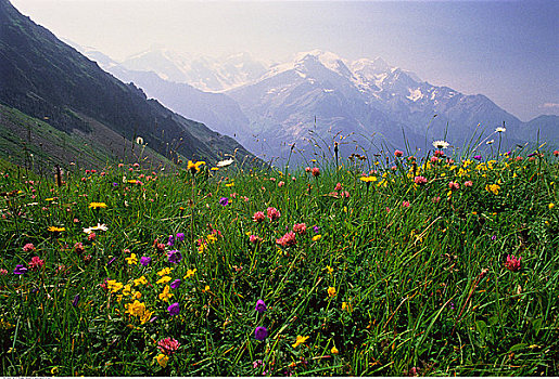 勃朗峰,区域,阿尔卑斯草甸,法国阿尔卑斯山
