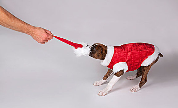 狗,戴着,圣诞老人,服饰