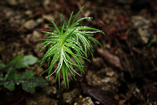 植物