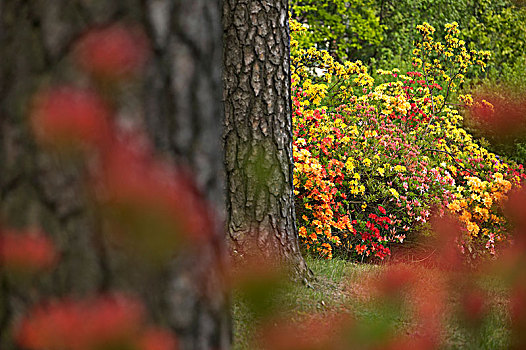杜鹃花,公园,瑞典