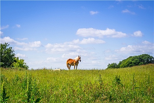 马,站立,自然风光,草地