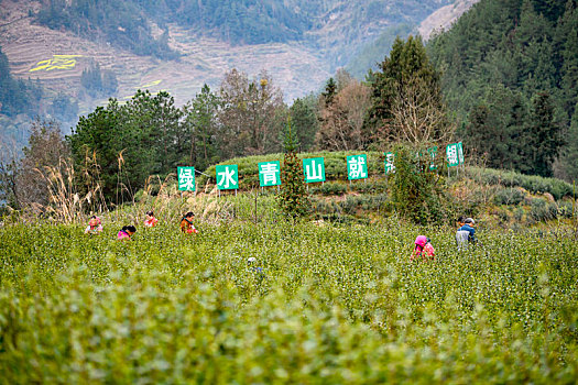 重庆酉阳,宜居贡茶采摘忙