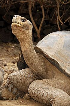 加拉帕戈斯,龟,加拉帕戈斯巨龟,加拉帕戈斯陆龟,加拉帕戈斯群岛,厄瓜多尔,南美