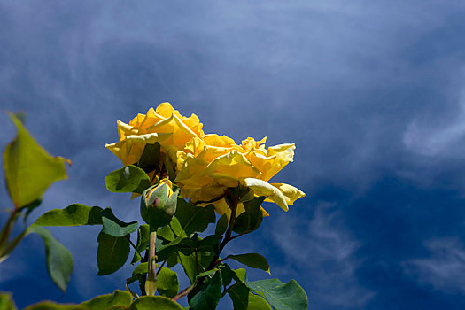 黄色,玫瑰,云