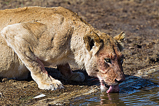 母狮,饮用水