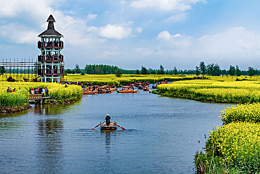 江苏省兴化市垛田油菜花自然生态景观