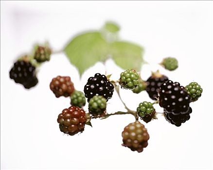 黑莓,枝条