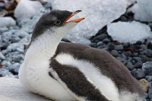 南极,布朗布拉夫,巴布亚企鹅,幼禽