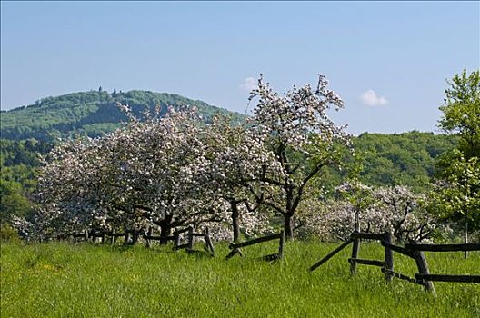 树林,花,苹果树,栅栏,春天,威斯巴登,黑森州,德国