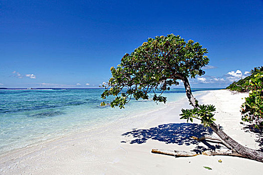 树,海滩,岛屿,环礁,马尔代夫