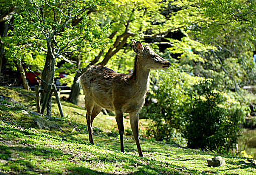 奈良的小鹿