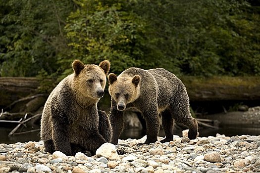 两个,幼兽,大灰熊,河,不列颠哥伦比亚省,加拿大