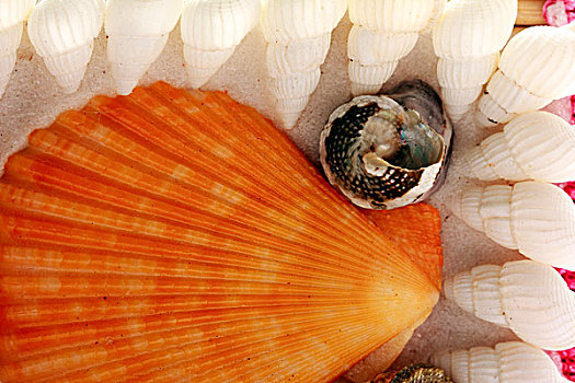 贝壳,海螺壳,特写,微距
