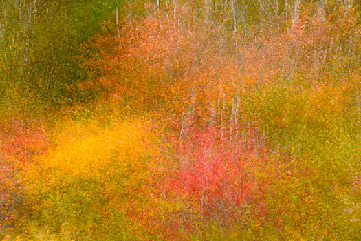 秋天,树,摄影,移动,萨德伯里,安大略省,加拿大