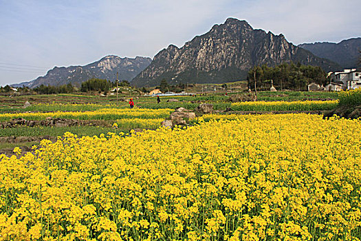 皖南油菜花风景