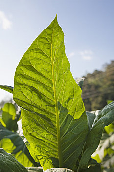 烟草,地点,省,北方,泰国