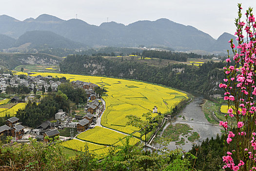 贵州凤冈,长碛古寨菜花黄,金色田园风光好